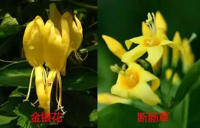 2025新澳门彩历史记录和一家6口吃蘑菇中毒与一家六口吃蘑菇中毒