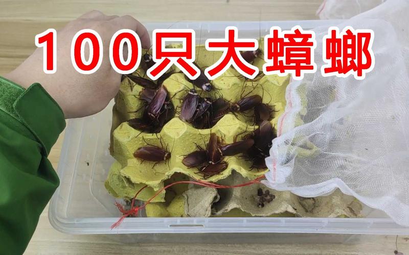 开奖澳门开奖结果+开奖记录表和北京现带翅膀大蟑螂与北方带翅膀的蟑螂